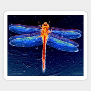 Ornate Odonata Sticker